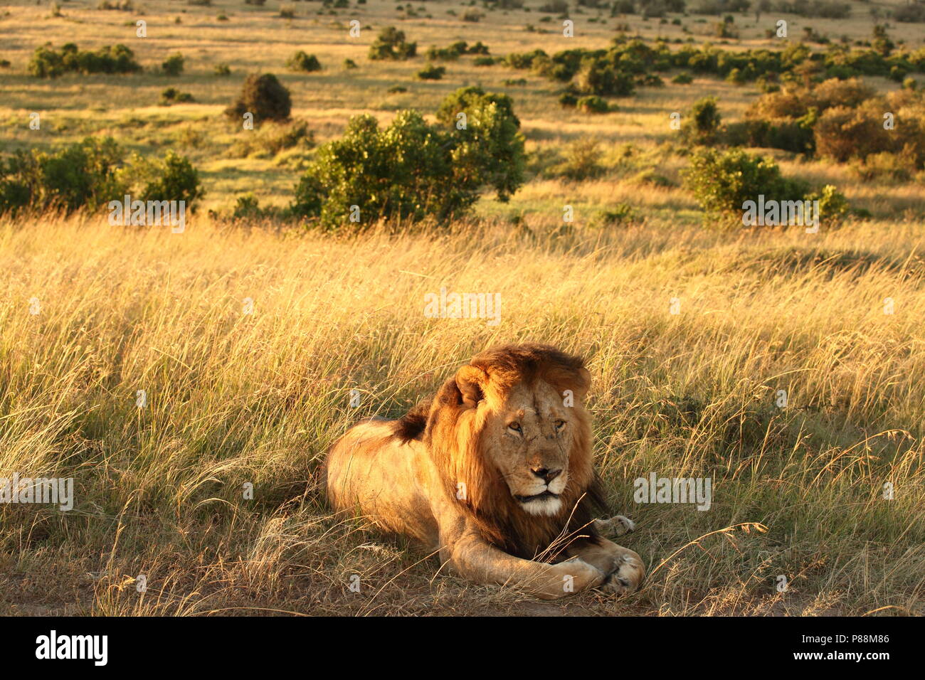 Männliche Löwe während der Sunrise der Masai Mara in Kenia Stockfoto