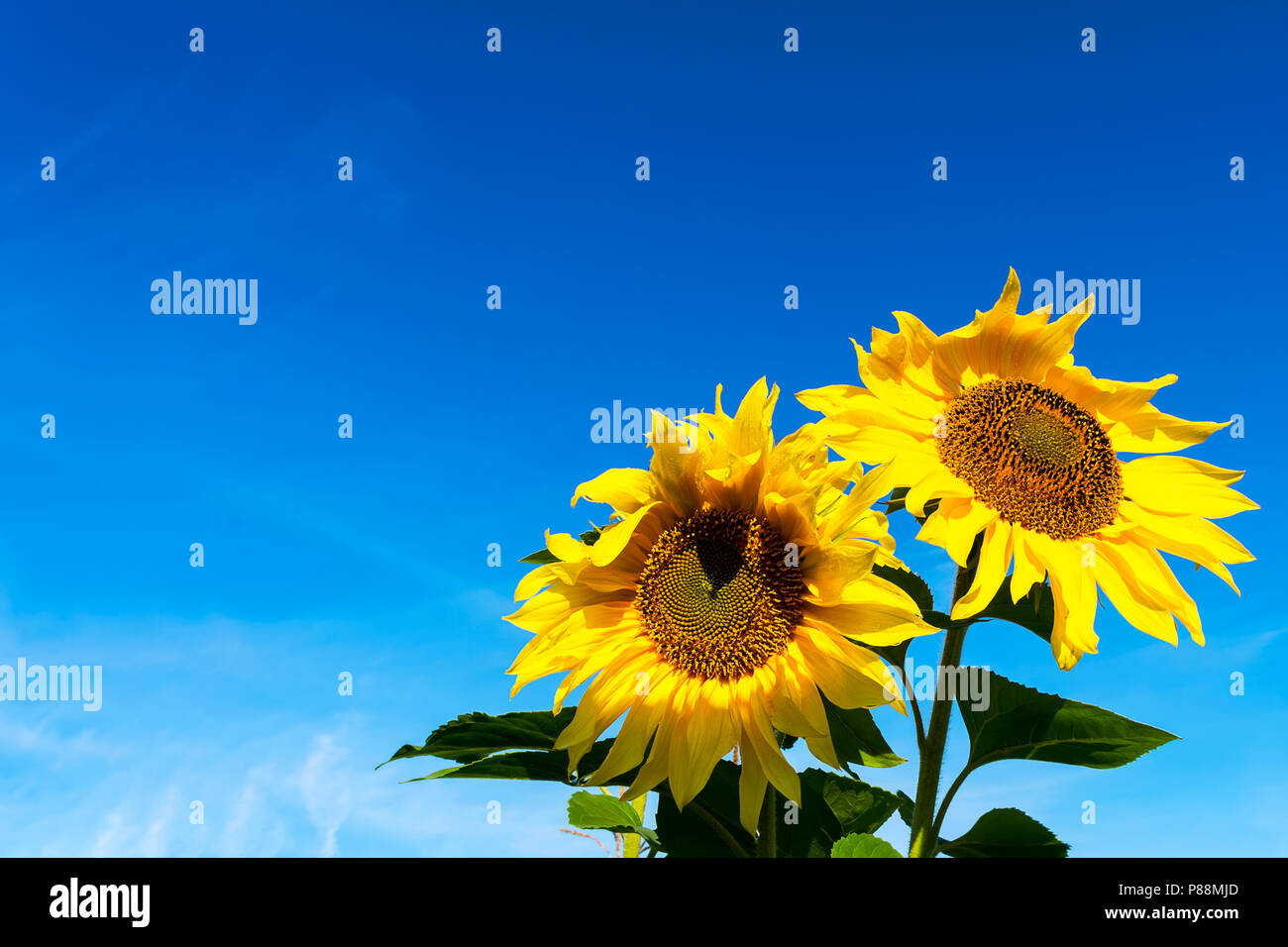 Sommer blühenden gelben Sonnenblumen über blauer Himmel, kopieren. Ländliche Landschaft Stockfoto