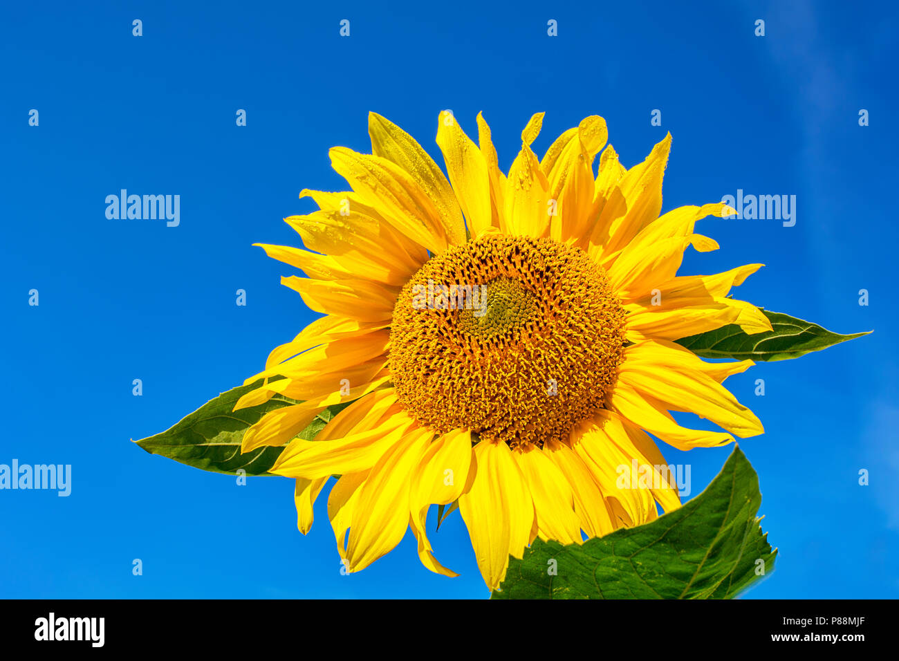 Blühende Sonnenblumen über Sommer und blauer Himmel. Ländliche Landschaft Stockfoto