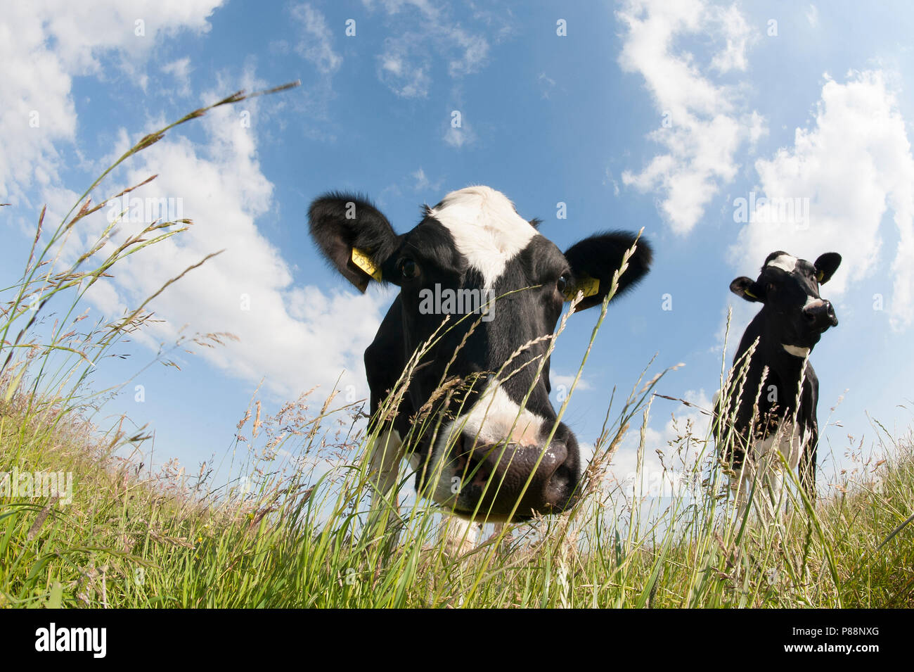Koe; Kuh; Bos taurus Stockfoto