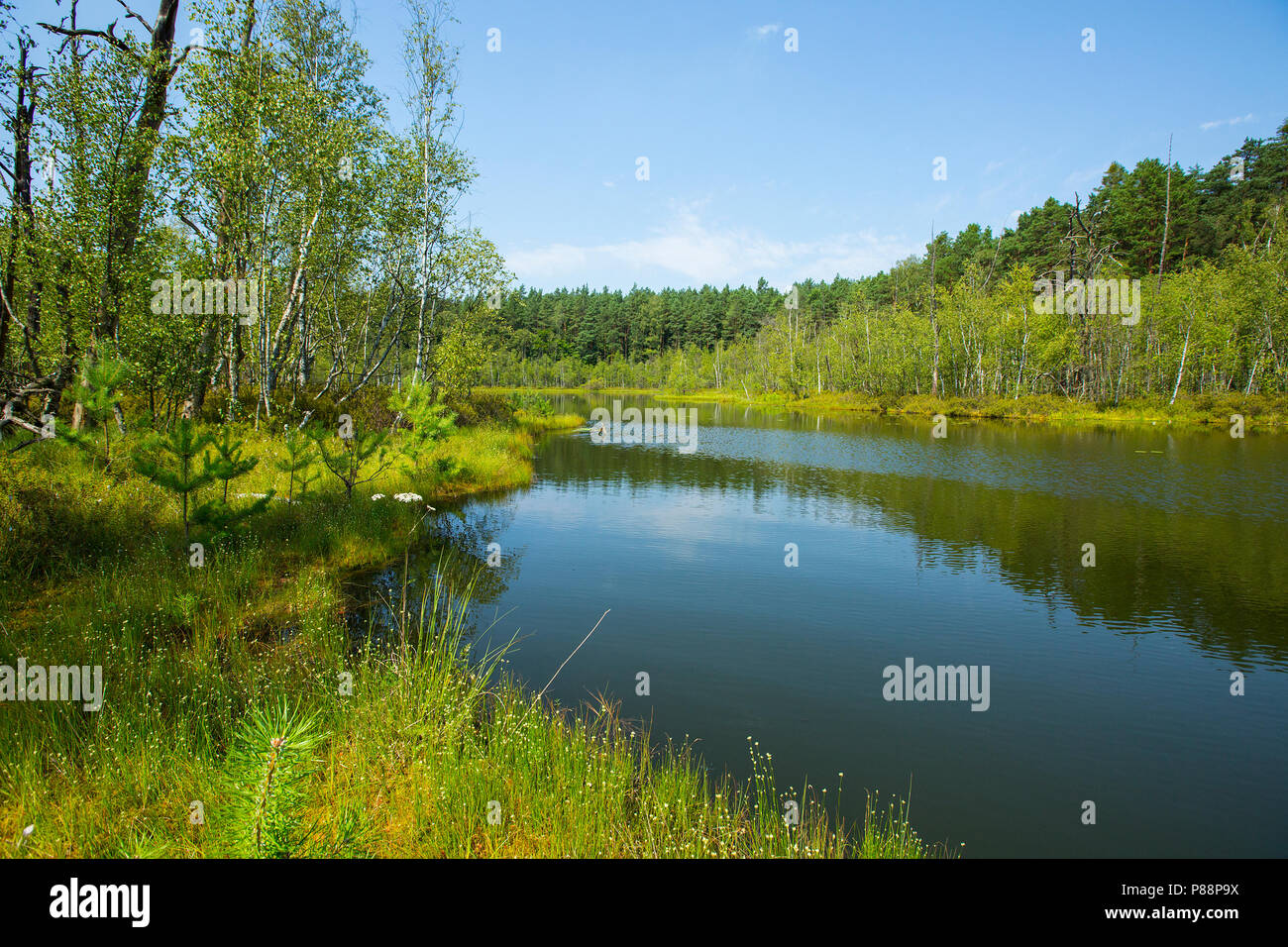 Vennen omgeving van Rheinsberg, Mooren in der Nähe von Rheinsberg Stockfoto