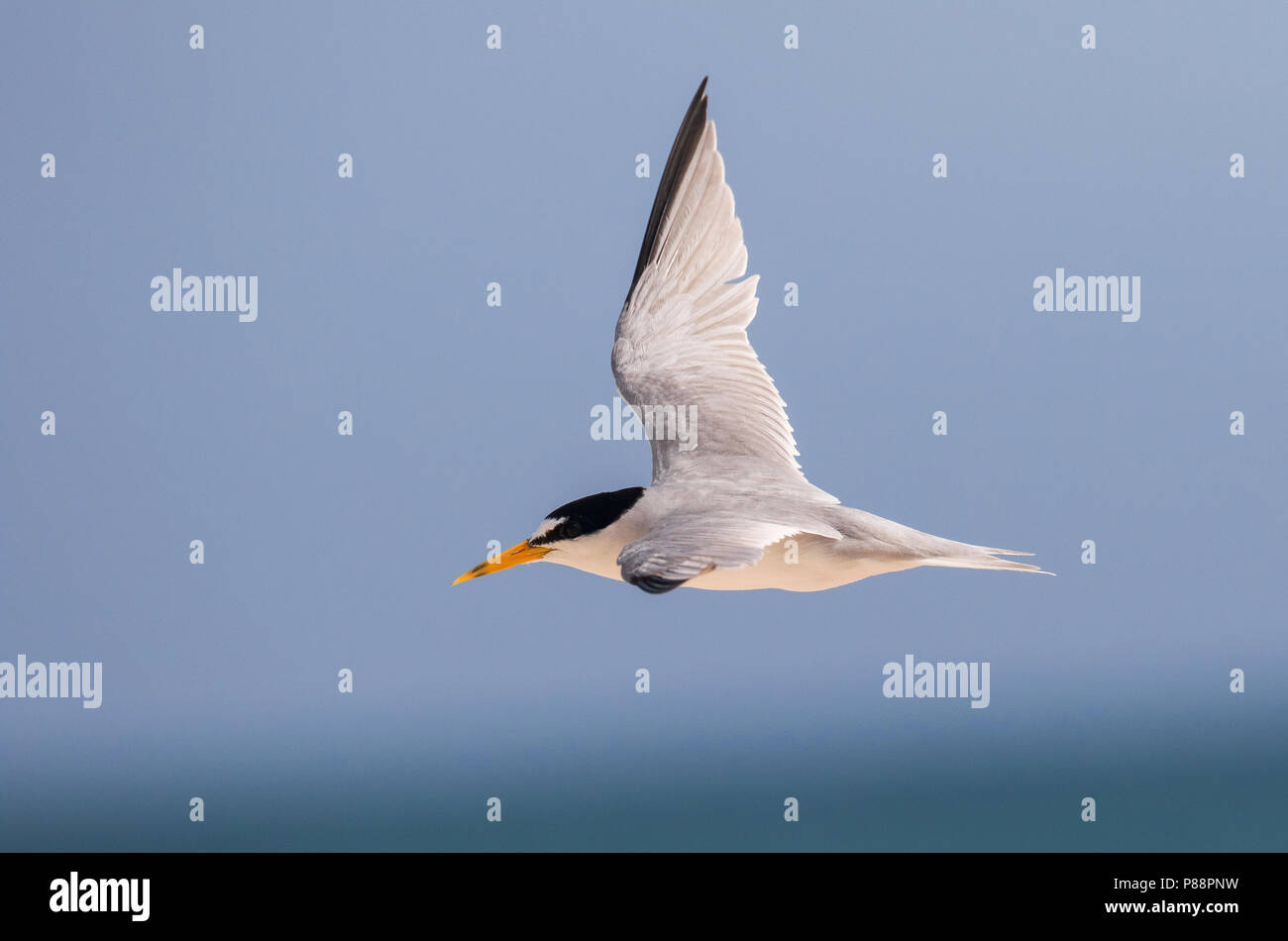 Vliegende Amerikaanse Dwergstern; Fliegen mindestens Tern (Sternula antillarum) Stockfoto