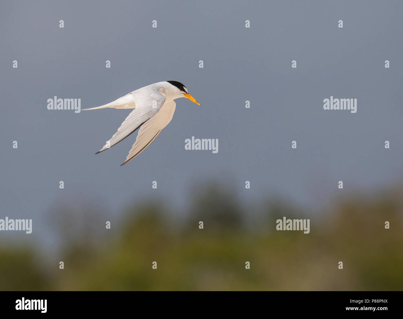 Vliegende Amerikaanse Dwergstern; Fliegen mindestens Tern (Sternula antillarum) Stockfoto