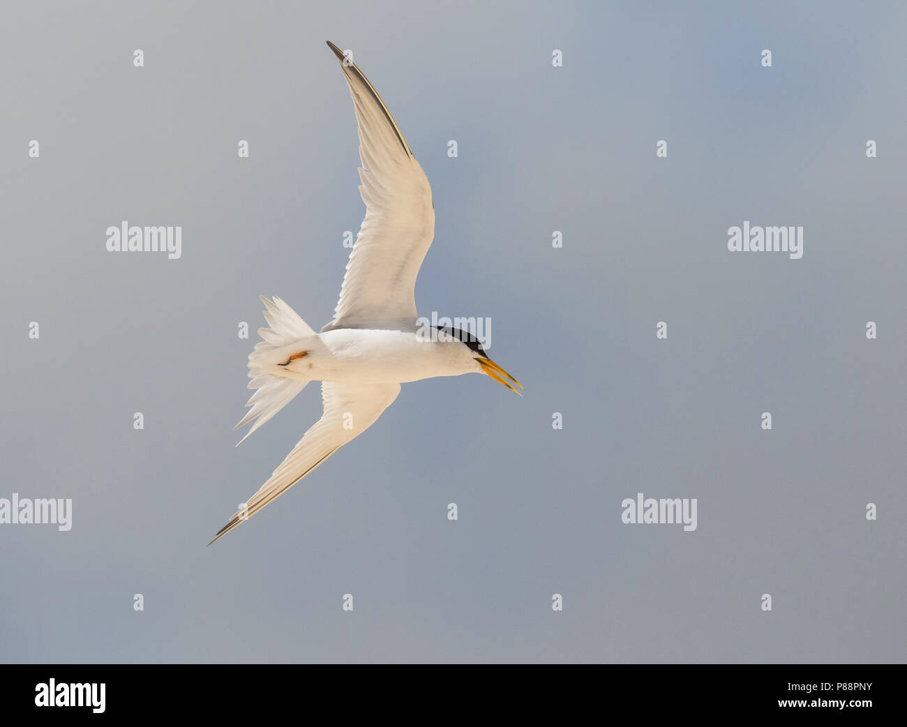 Vliegende Amerikaanse Dwergstern; Fliegen mindestens Tern (Sternula antillarum) Stockfoto