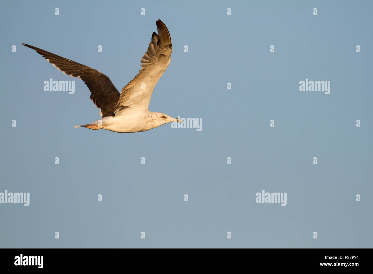 Kleine Mantelmeeuw, Heringsmöwe, Larus fuscus, Deutschland, 2. Stockfoto