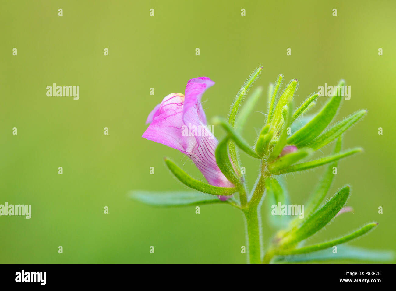 Akkerleeuwenbek, weniger Snapdragon, Misopates orontium Stockfoto