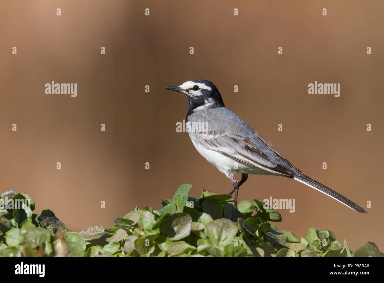 Marokkanische Bachstelze Bachstelze, Motacilla alba - ssp. subpersonata, Marokko Stockfoto