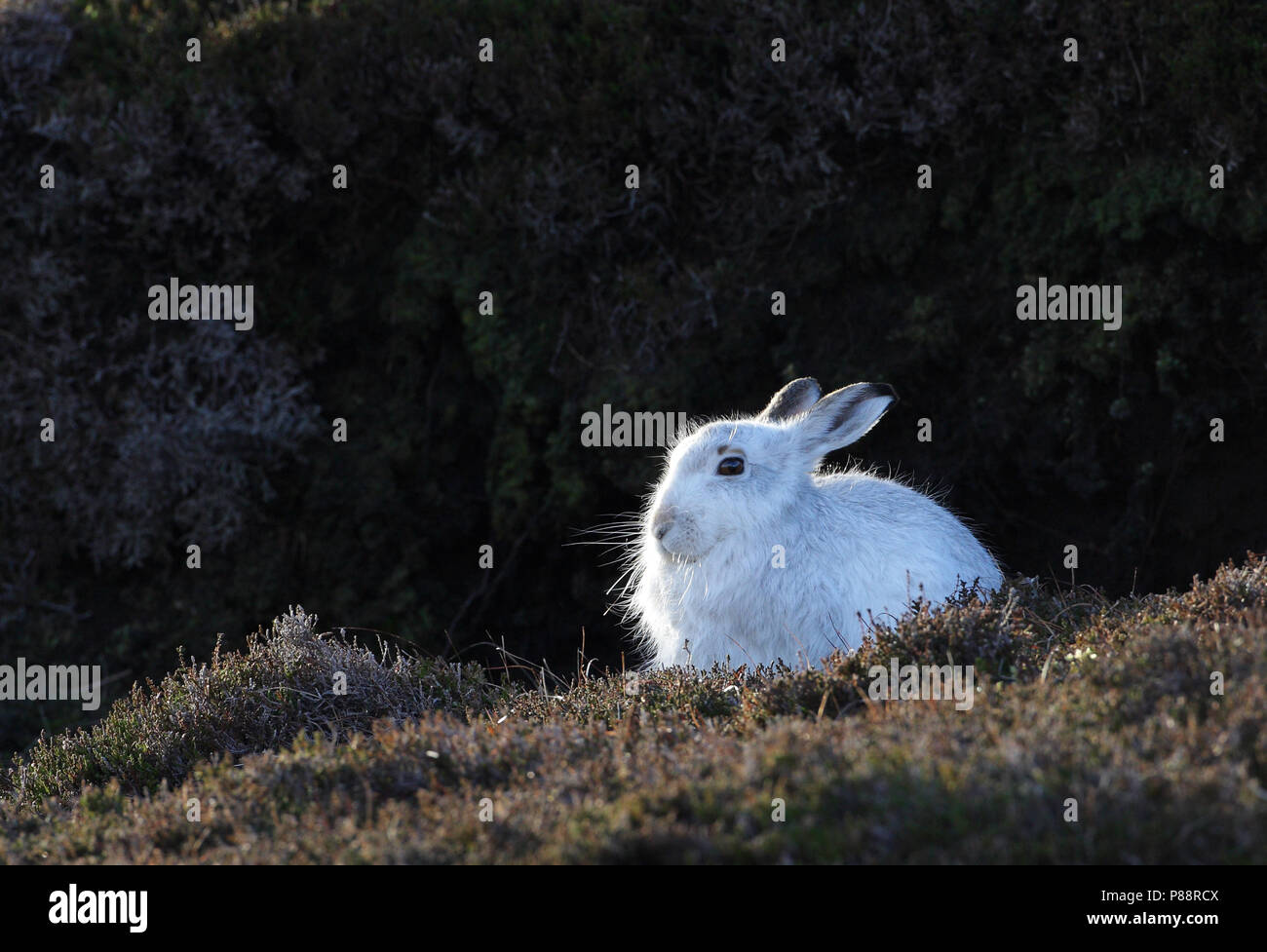 Sneeuwhaas, Schneehase, Lepus timidus Stockfoto