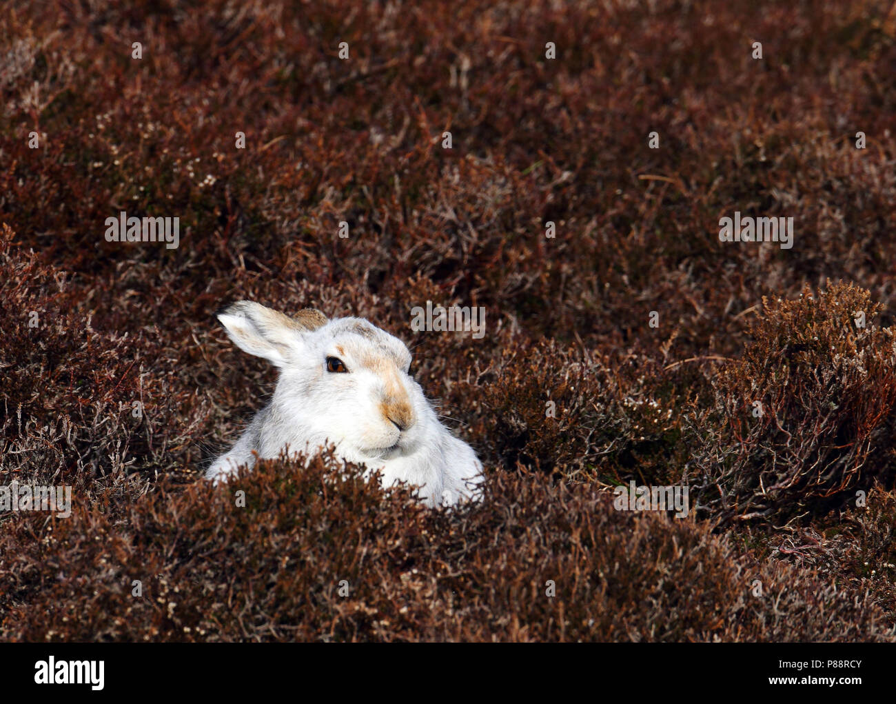Sneeuwhaas, Schneehase, Lepus timidus Stockfoto