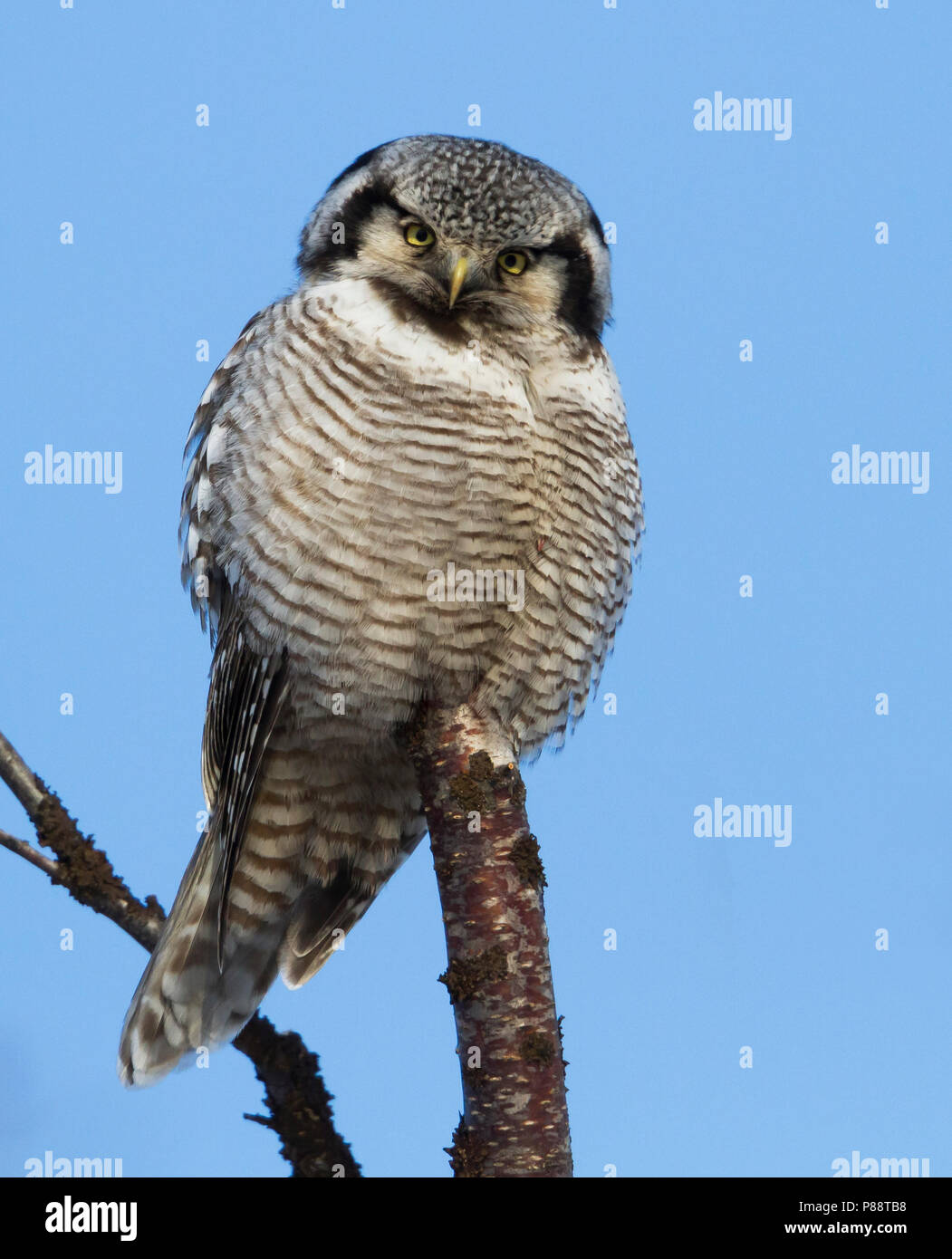 Northern Hawk Owl-Ulula Sperbereule Surnia Ulula-, Norwegen, Erwachsene Stockfoto