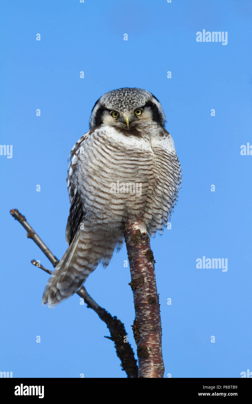 Northern Hawk Owl-Ulula Sperbereule Surnia Ulula-, Norwegen, Erwachsene Stockfoto