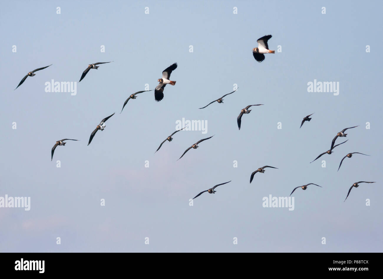 Northern Kiebitz, Vanellus vanellus Kiebitz -, Deutschland Stockfoto