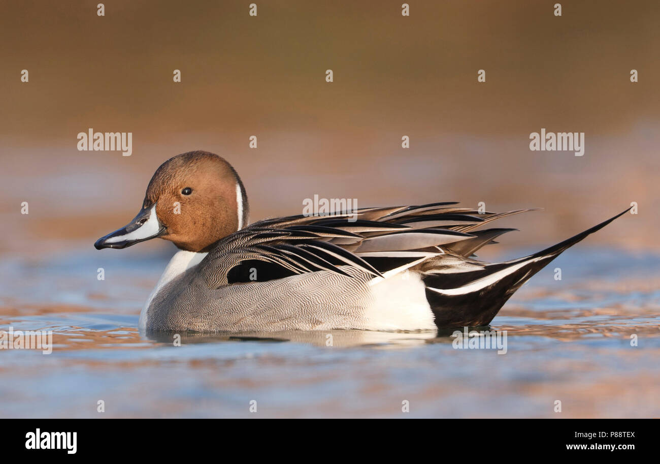 Northern Pintail, Pijlstaart, Anas acuta, Deutschland, männlichen Erwachsenen Stockfoto