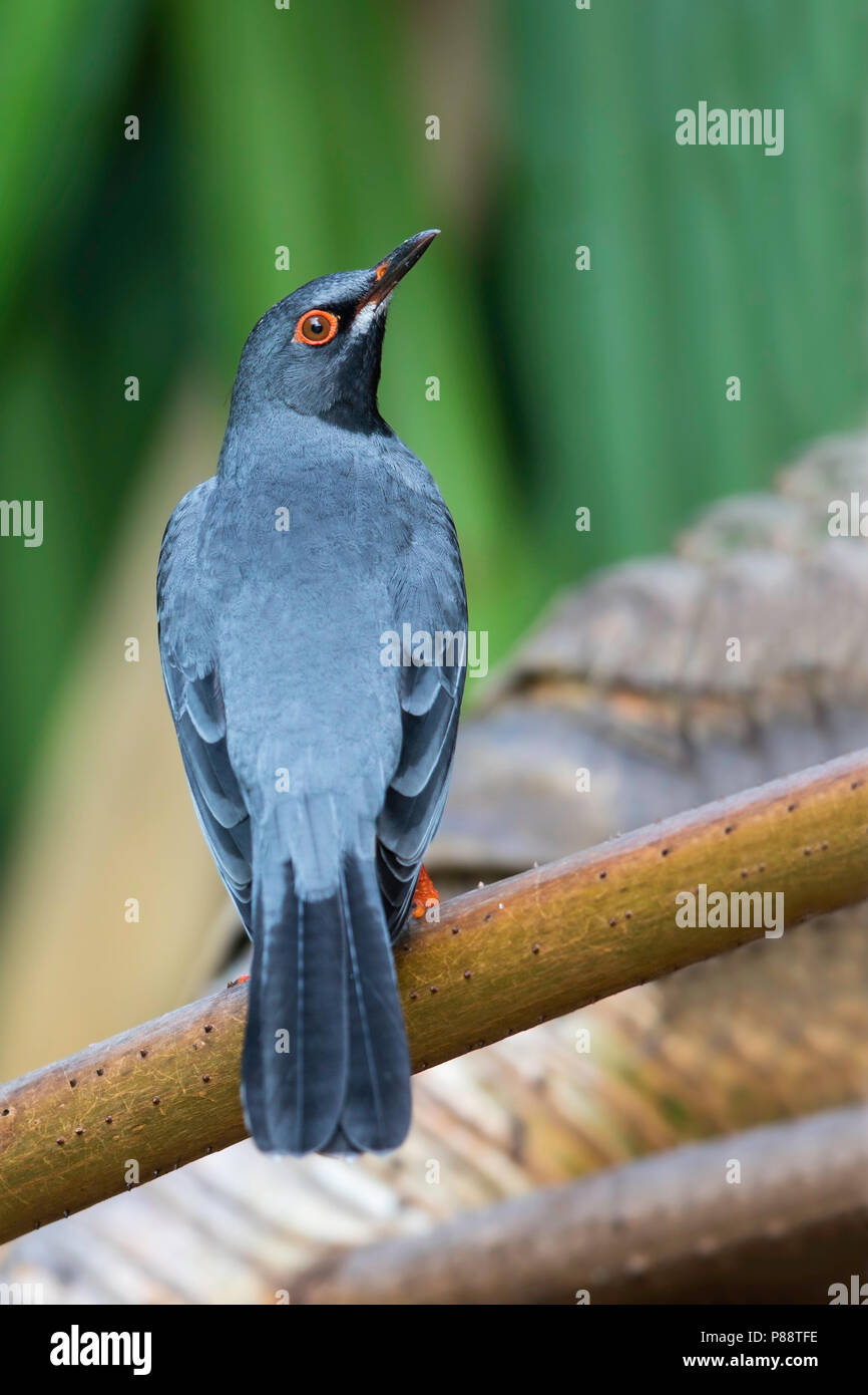 Northern Red-legged Thrush (Turdus plumbeus plumbeus) auf den Bahamas Stockfoto