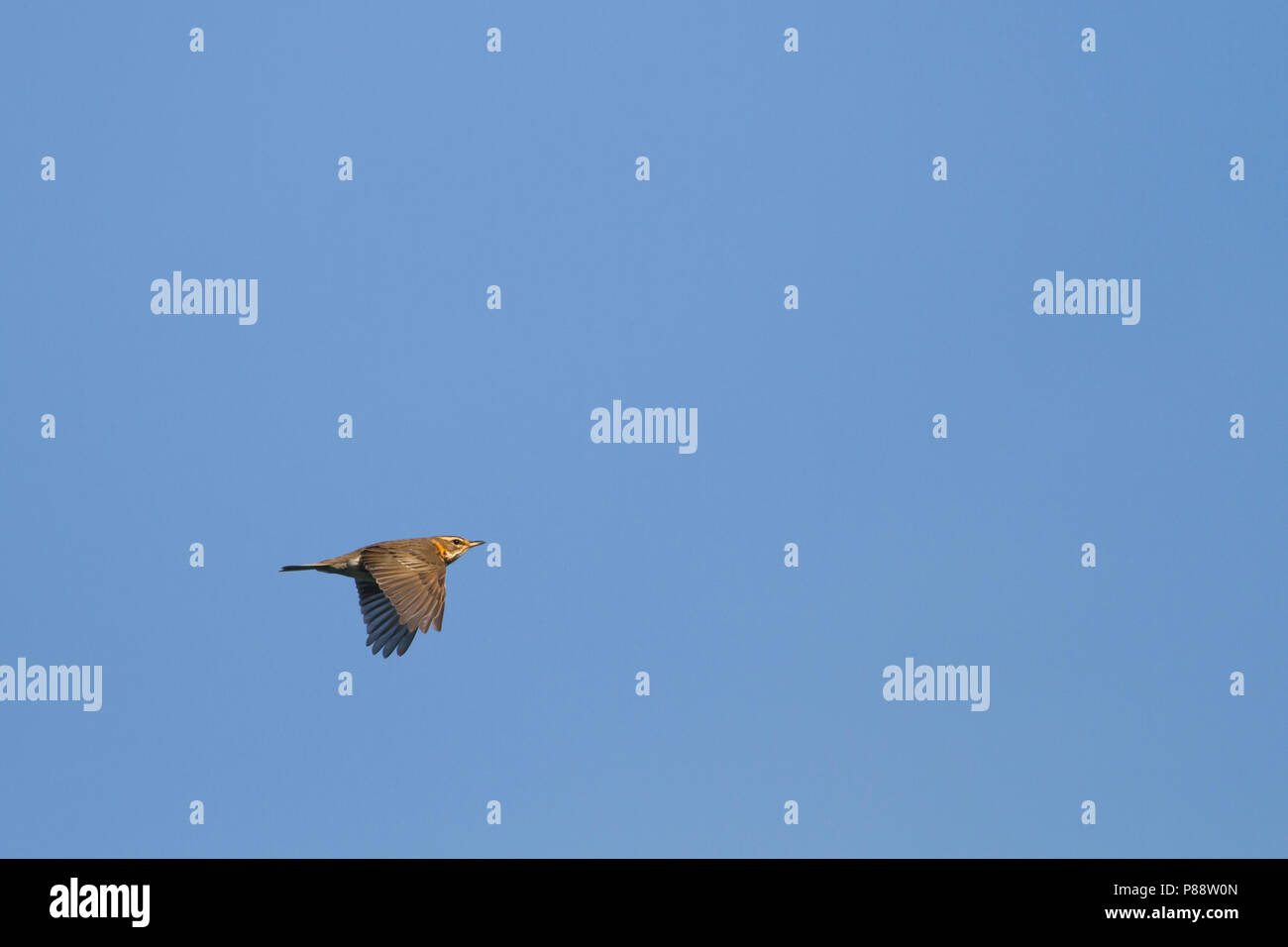 Redwing - Rotdrossel Turdus iliacus - ssp. Iliacus, Deutschland, Erwachsene Stockfoto
