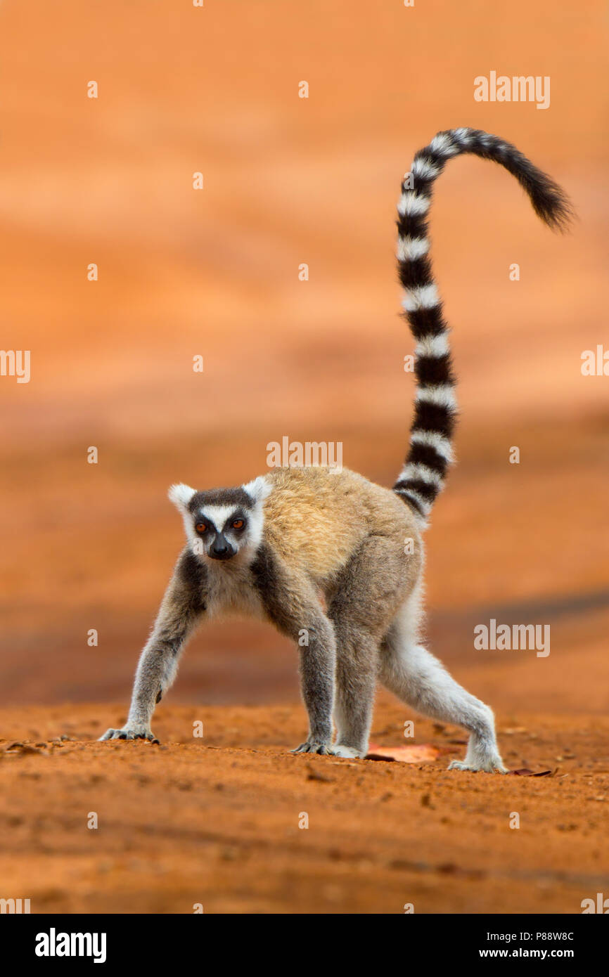 Nach Ring-tailed Lemur (Lemur catta) beim Überqueren einer sandigen Weg in Madagaskar. Stockfoto