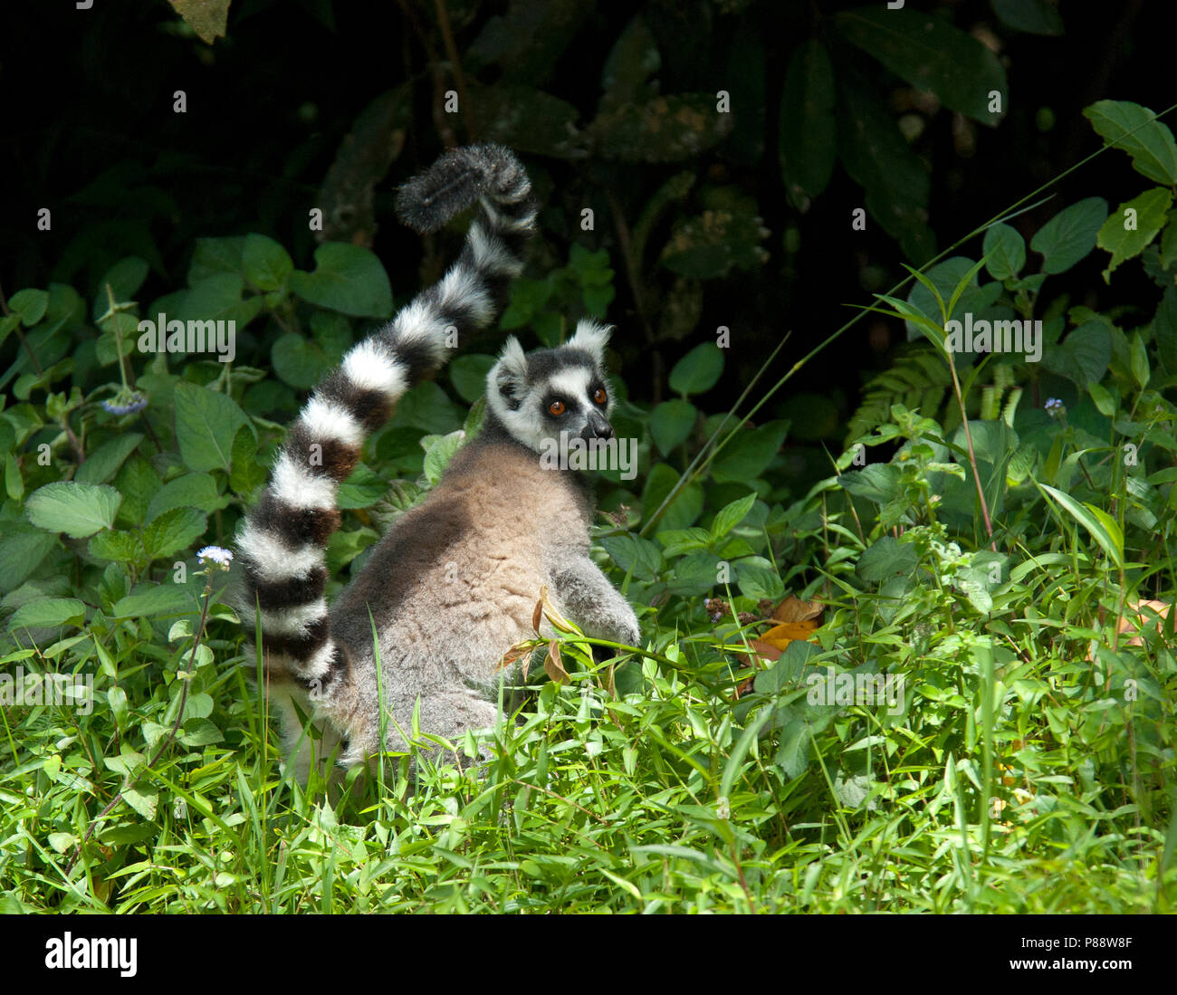 Ringstaartmaki, Ring-tailed Lemur Stockfoto
