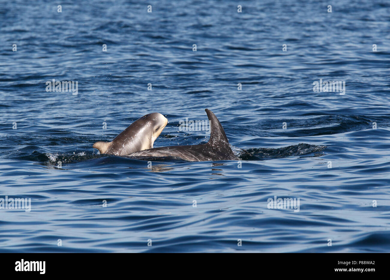 Schule Rundkopfdelphine (Grampus griseus) s Schwimmen auf den Shetland Inseln. Stockfoto