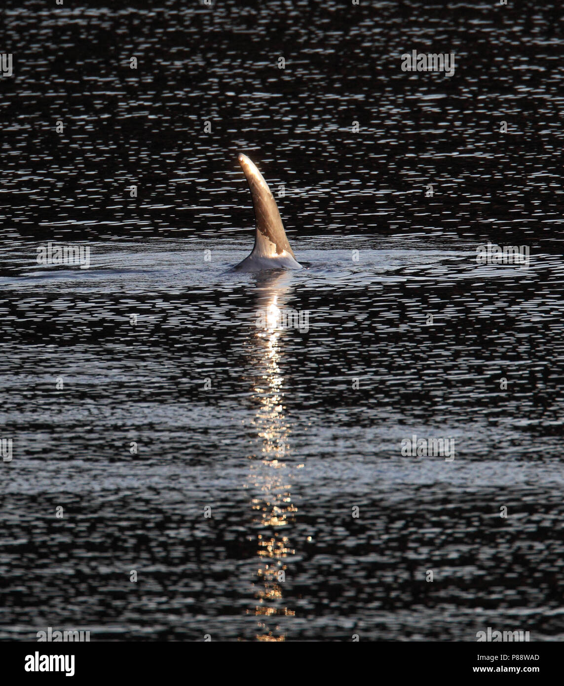 Gramper, Risso's Delfin, Grampus griseus Stockfoto