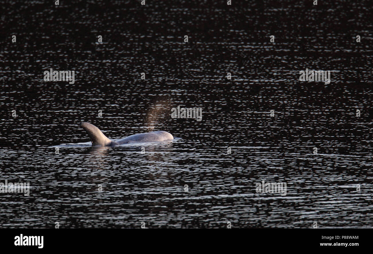 Gramper, Risso's Delfin, Grampus griseus Stockfoto