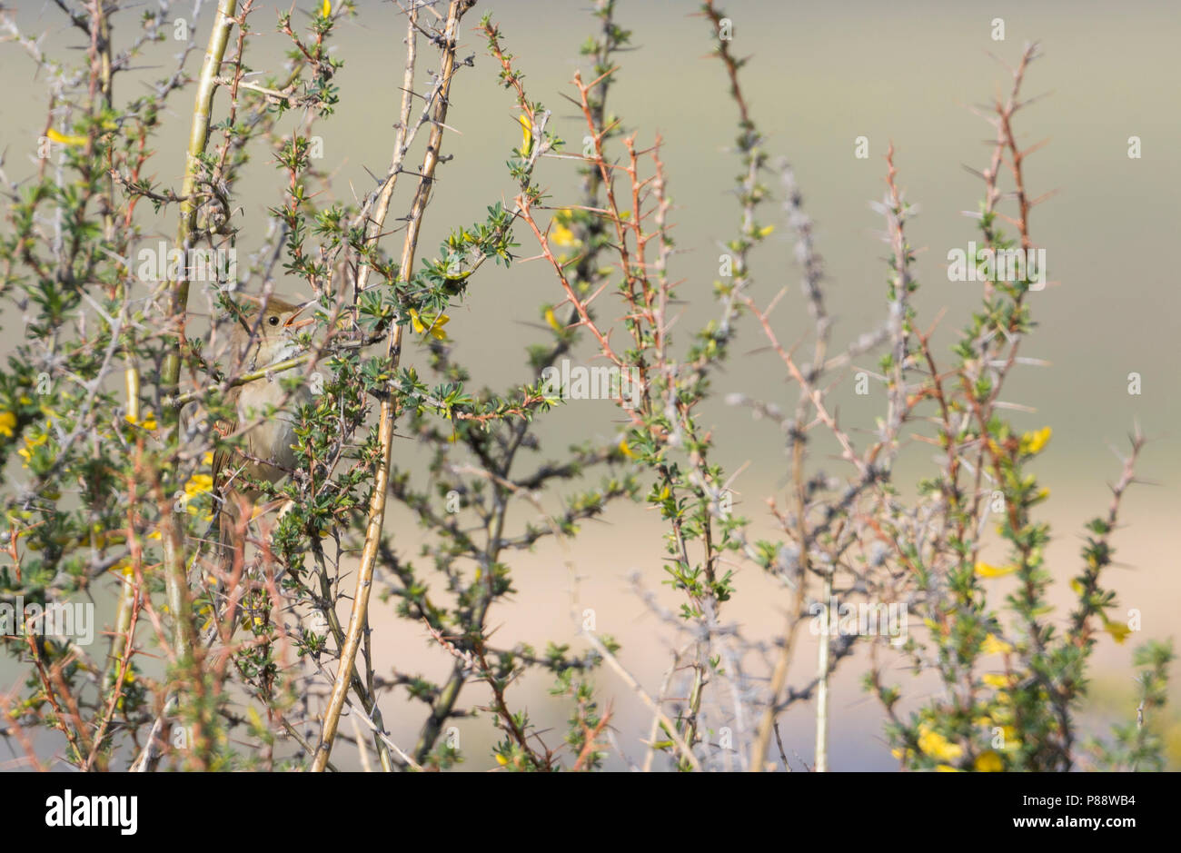 Thick-billed Warbler (Arundinax Aetis ssp. aetis) typischen Gesang von dichten Abdeckung, Russland, Erwachsene Stockfoto