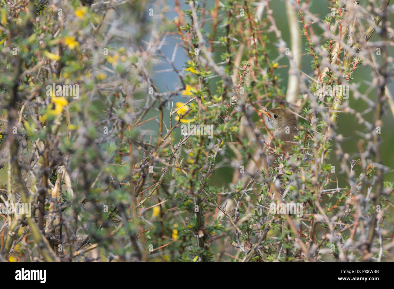 Thick-billed Warbler (Arundinax Aetis ssp. aetis) typischen Gesang von dichten Abdeckung, Russland, Erwachsene Stockfoto