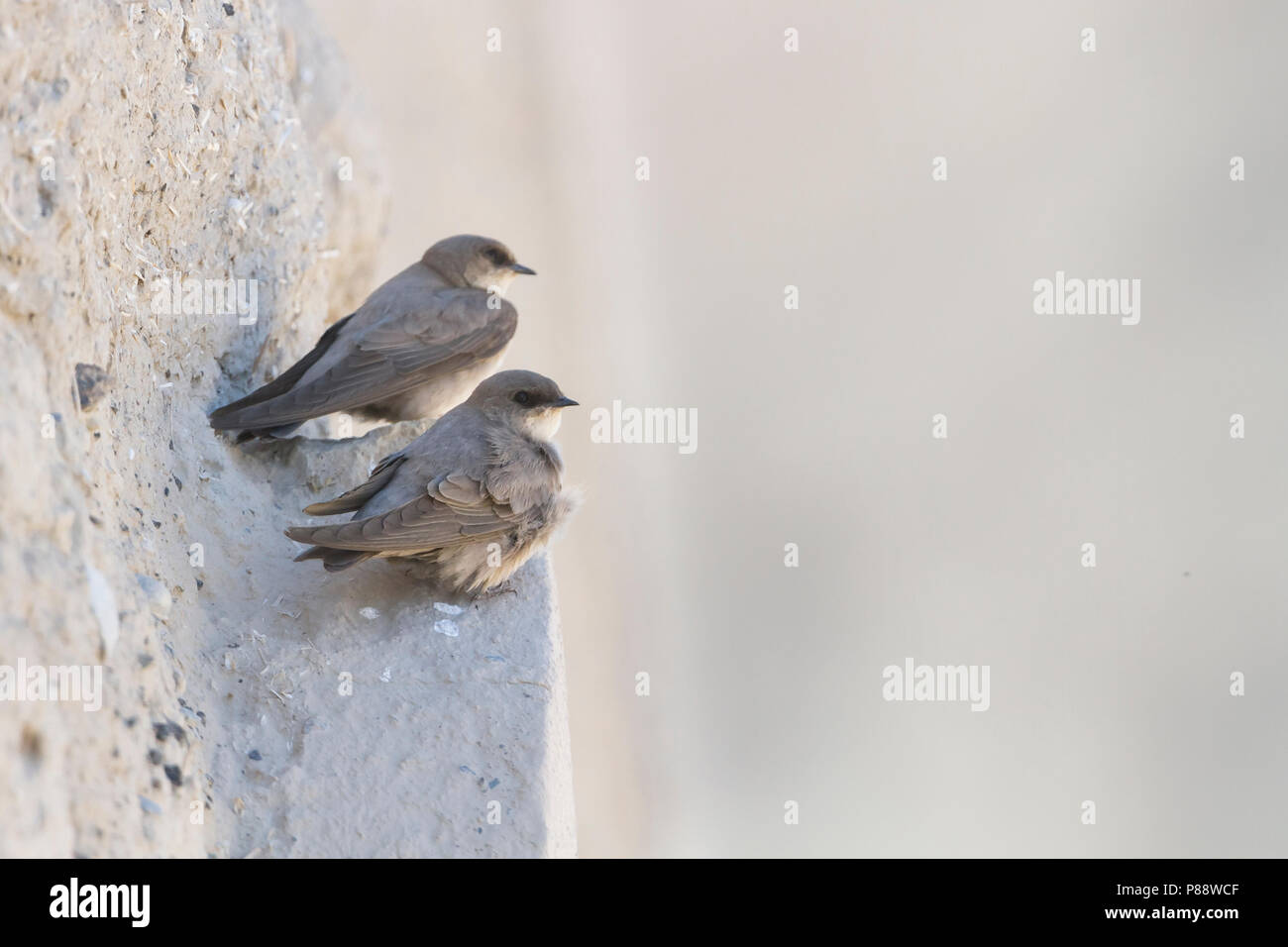 Rock Martin - steinschwalbe - Ptyonoprogne fuligula ssp. Fuligula, Oman Stockfoto