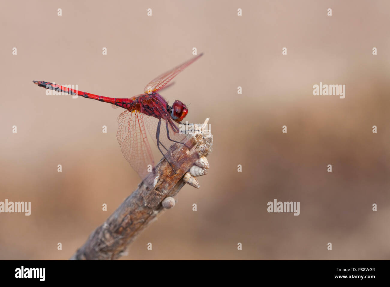 Imago Ritt zonnewijzer; Erwachsene rot geäderten Dropwing; Stockfoto