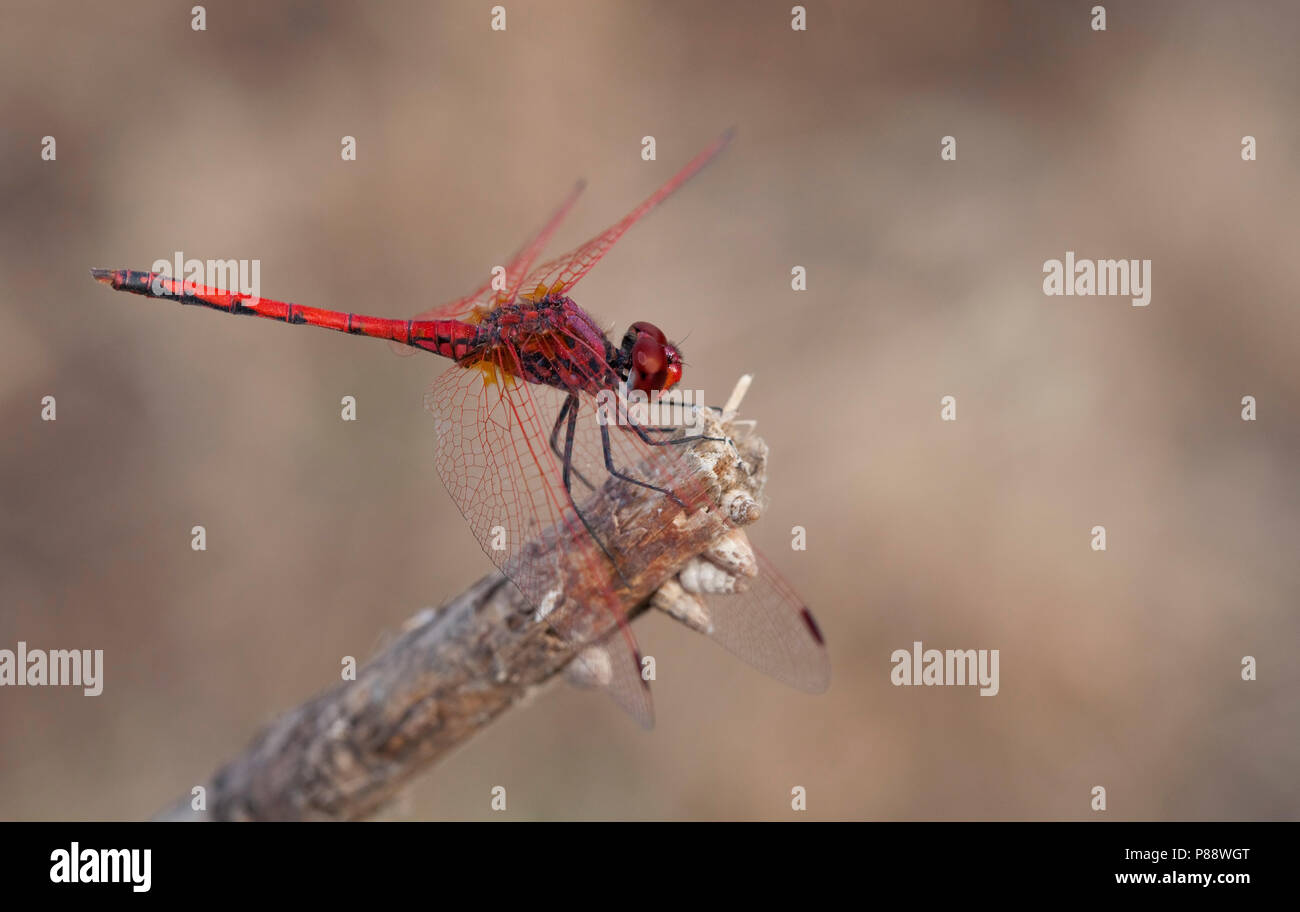 Imago Ritt zonnewijzer; Erwachsene rot geäderten Dropwing; Stockfoto