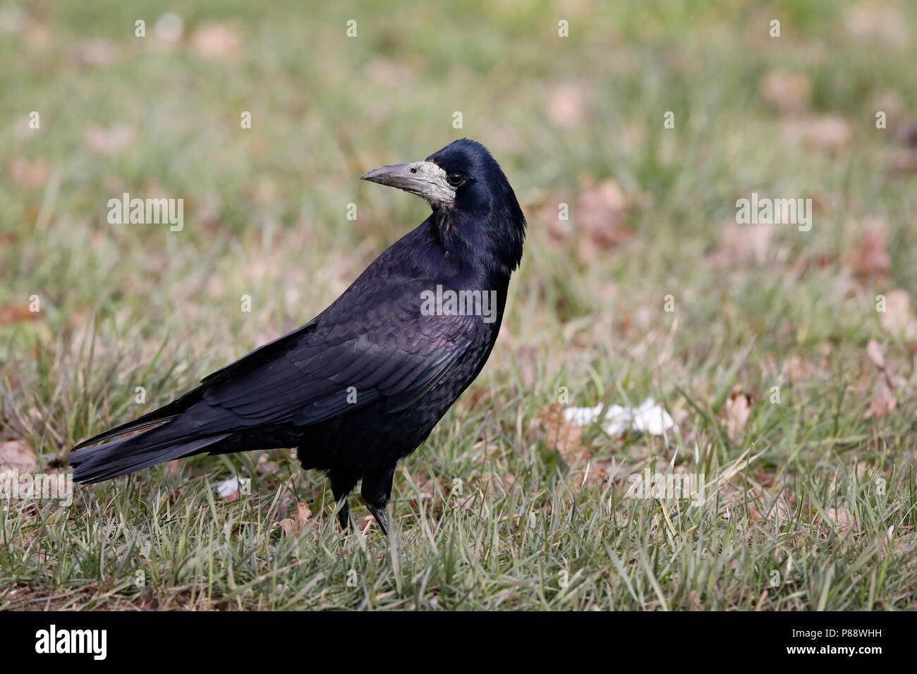 Roek, Corvus frugilegus Saatkrähe; Stockfoto