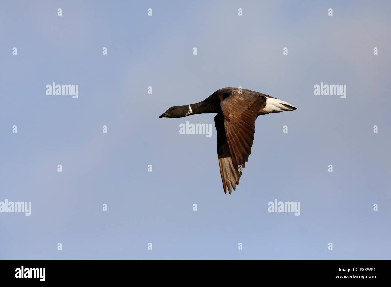Vliegende rotgans; fliegen Brent Stockfoto