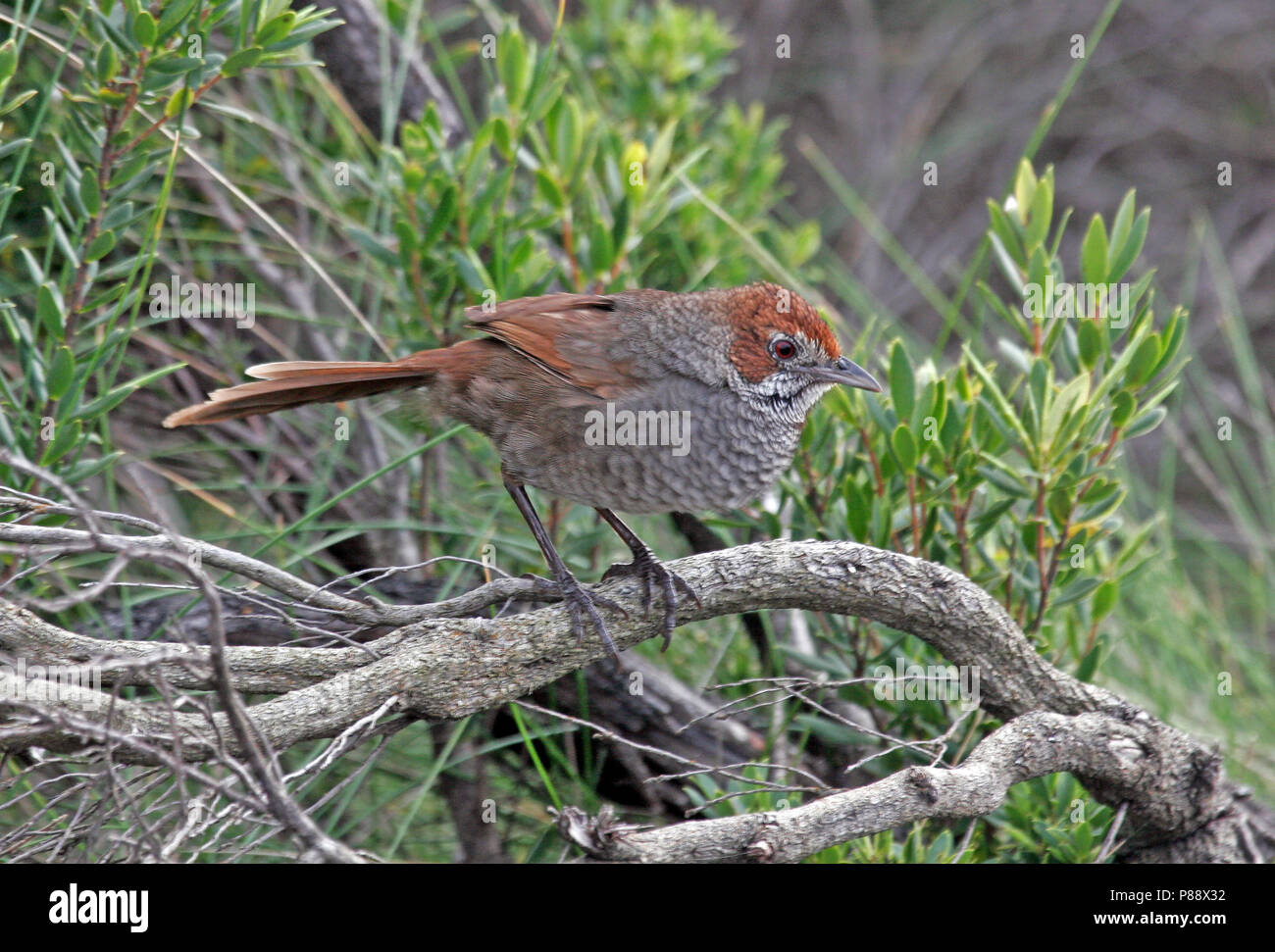 Rufous Bristlebird (Dasyornis broadbenti) eine endemische von Australien und durch die Zerstörung der Lebensräume bedroht. Stockfoto