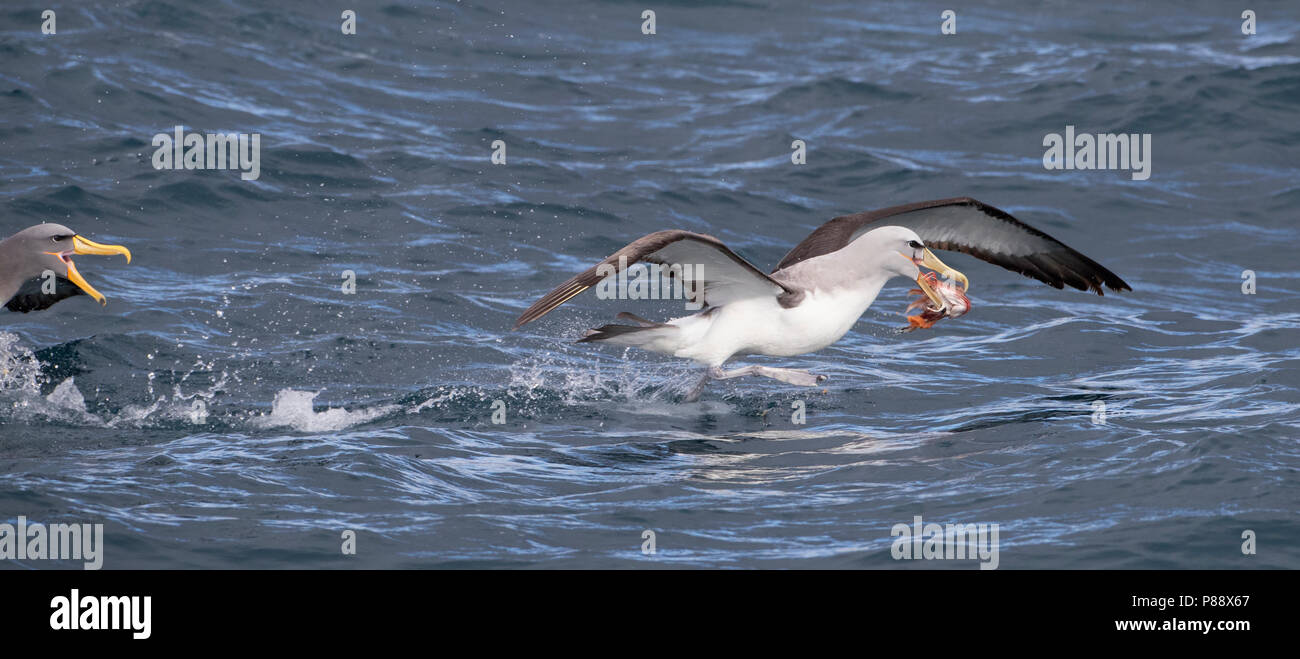 Salvin's Albatross (Thalassarche salvini) kämpfen für Essen mit einem Chatham Albatross im Südlichen Ozean zwischen den subantarktischen Inseln von Neuseeland Stockfoto