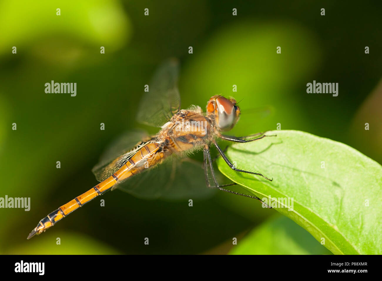 Vrouwtje Gevlekte zwerver, weiblichen Tramea basilaris Stockfoto
