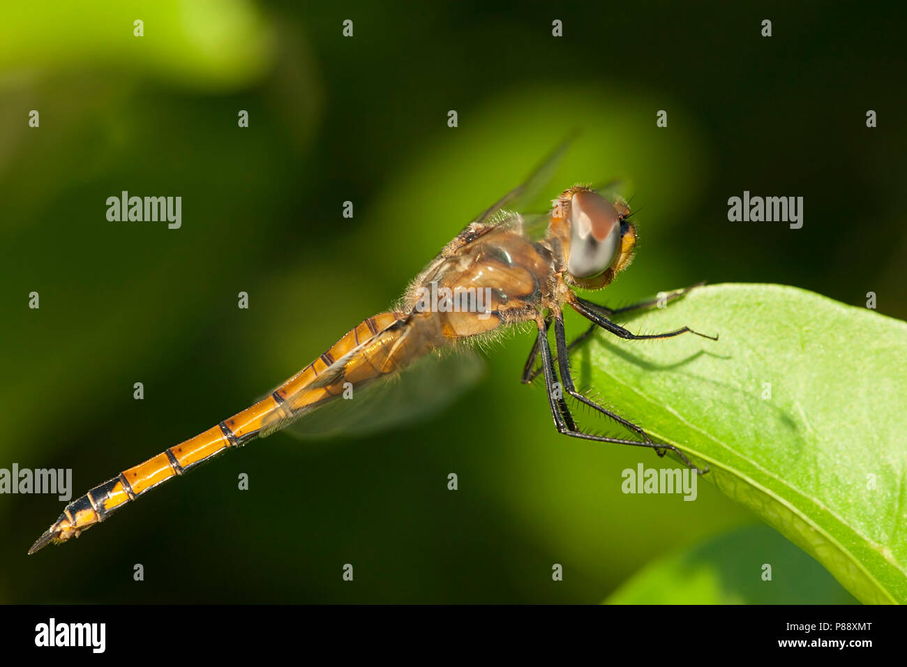 Vrouwtje Gevlekte zwerver, weiblichen Tramea basilaris Stockfoto