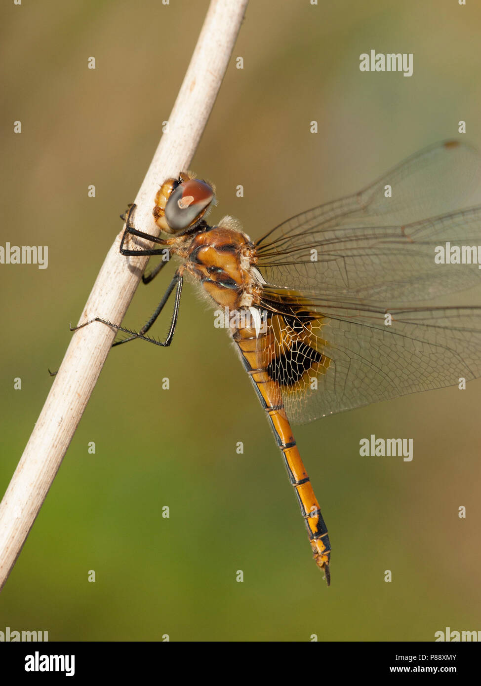 Vrouwtje Gevlekte zwerver, weiblichen Tramea basilaris Stockfoto