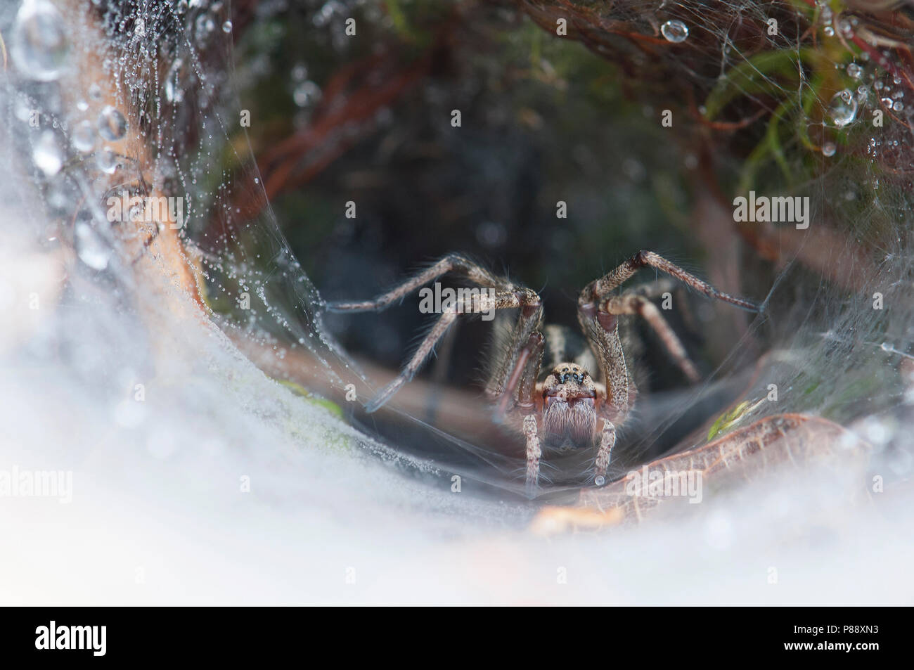 Trechterspin; Gras Spider; Agelenopsis sp Stockfoto