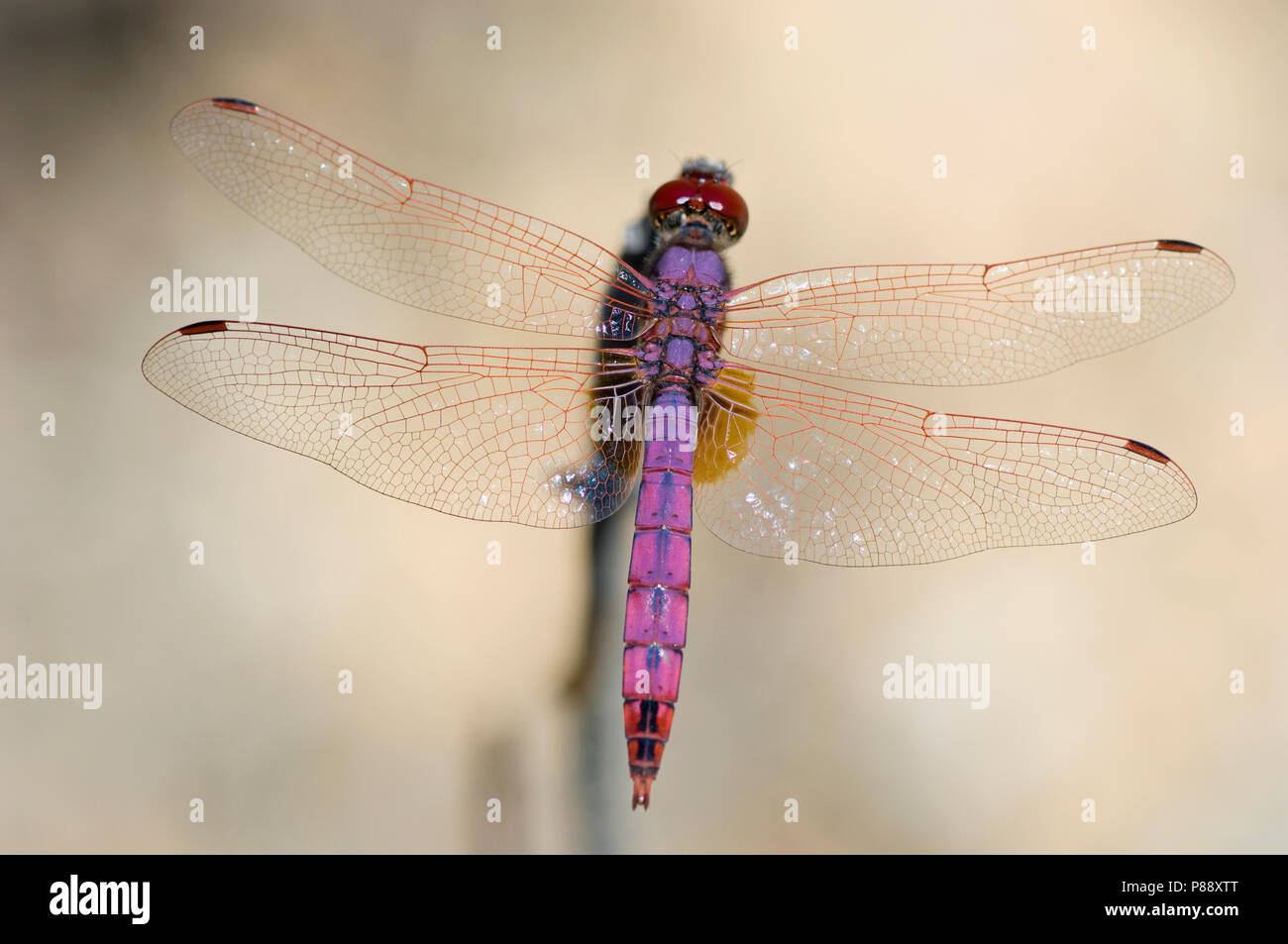Mannetje Purperlibel, männliche Trithemis annulata Stockfoto