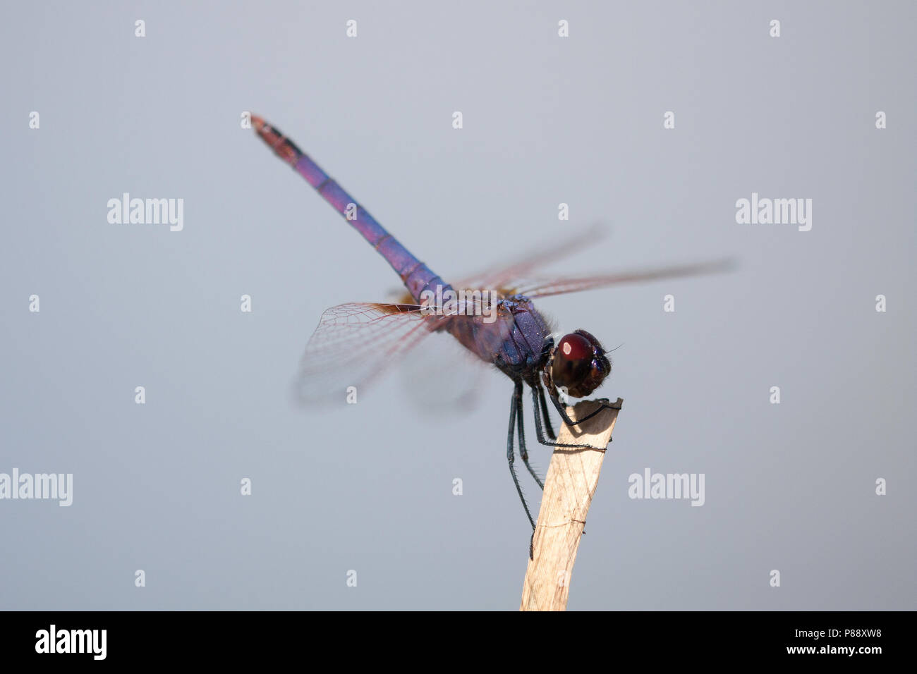 Mannetje Purperlibel, männliche Trithemis annulata Stockfoto