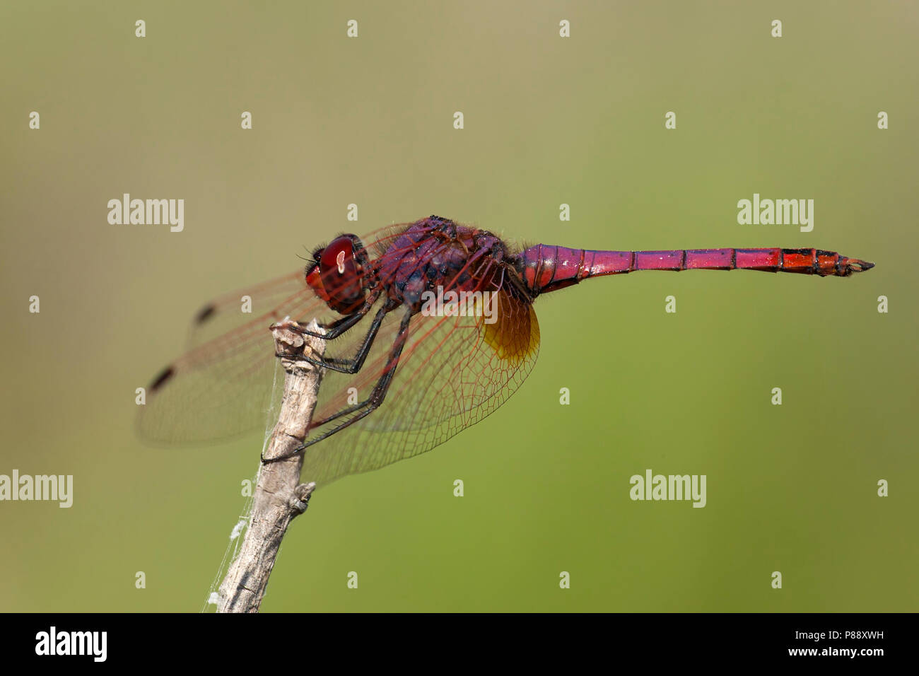 Mannetje Purperlibel, männliche Trithemis annulata Stockfoto