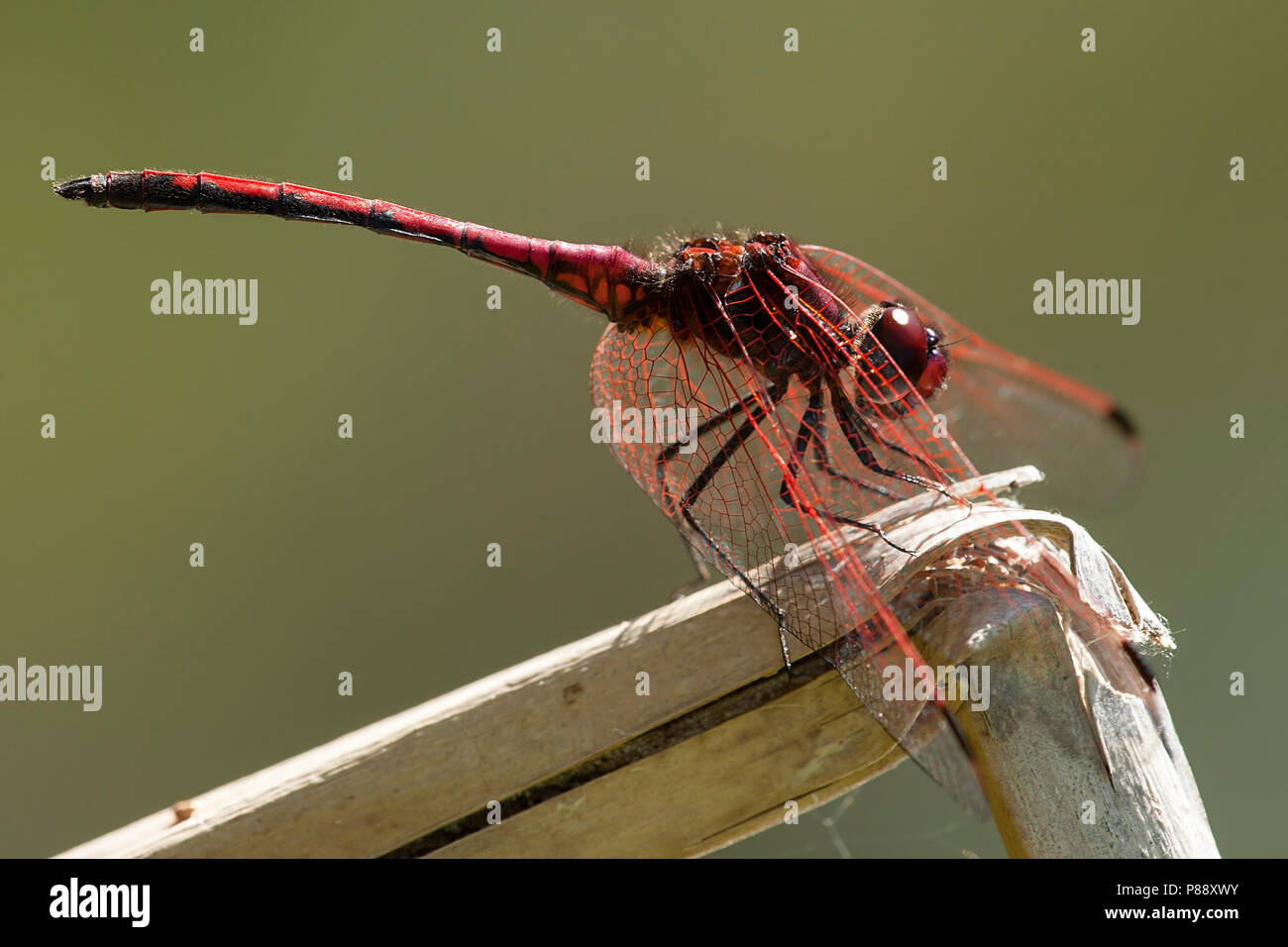 Ritt mannetje Trithemis arteriosa zonnewijzer, Männlich Stockfoto