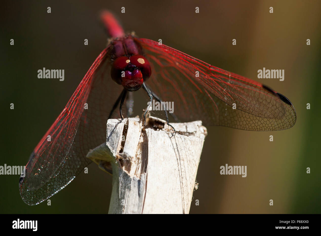 Ritt mannetje Trithemis arteriosa zonnewijzer, Männlich Stockfoto