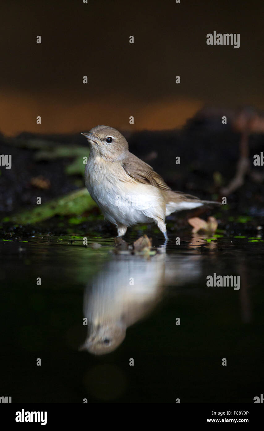 Tuinfluiter, Garten Warbler, Sylvia Borin Stockfoto