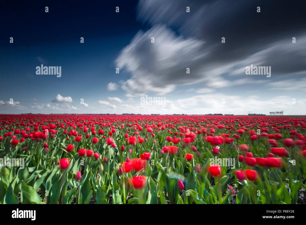 Bloeiende blühende Tulpen tulpen Nederland, Niederlande Stockfoto