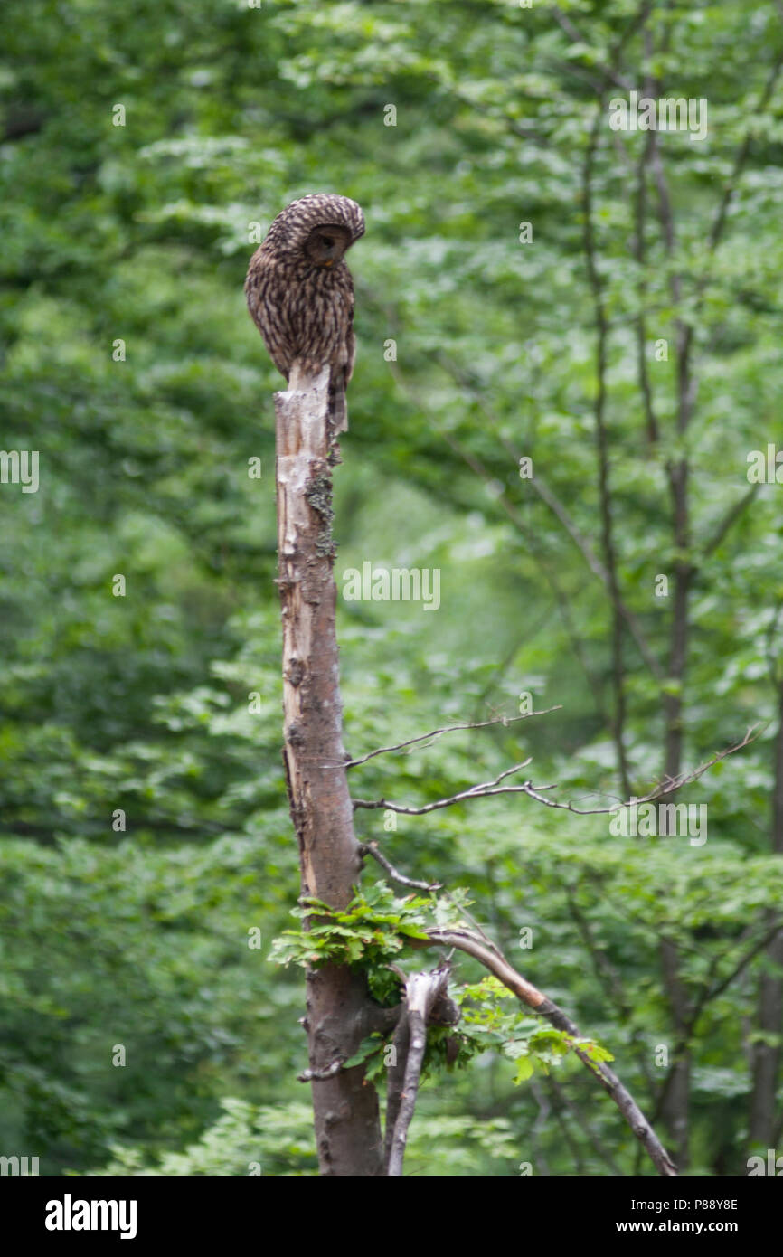 Ural Owl-Habichtskauz Strix uralensis-macroura, Deutschland, Erwachsene Stockfoto