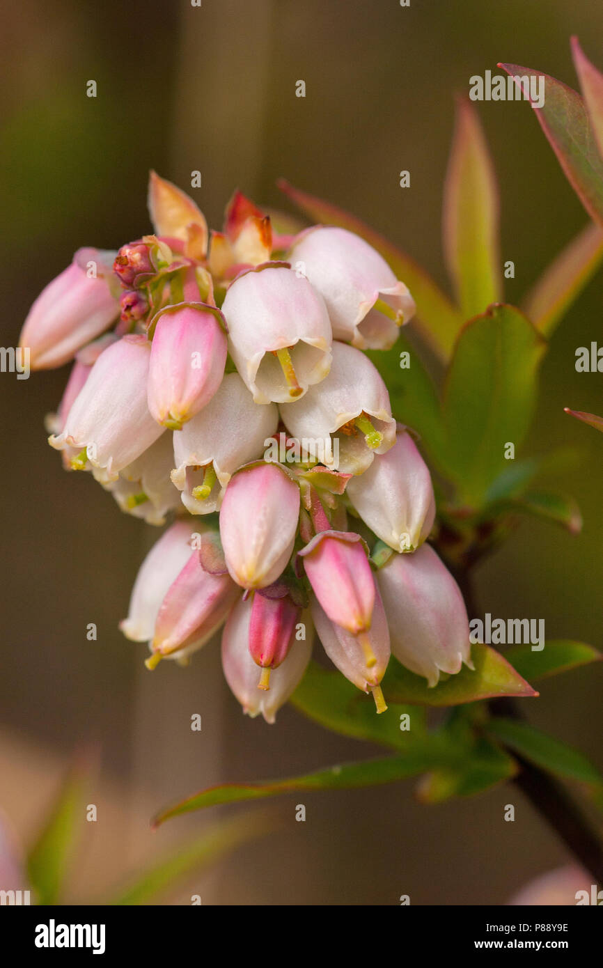 Bloemen van de trosbosbes, Blume der Amerikanische Blaubeere Stockfoto