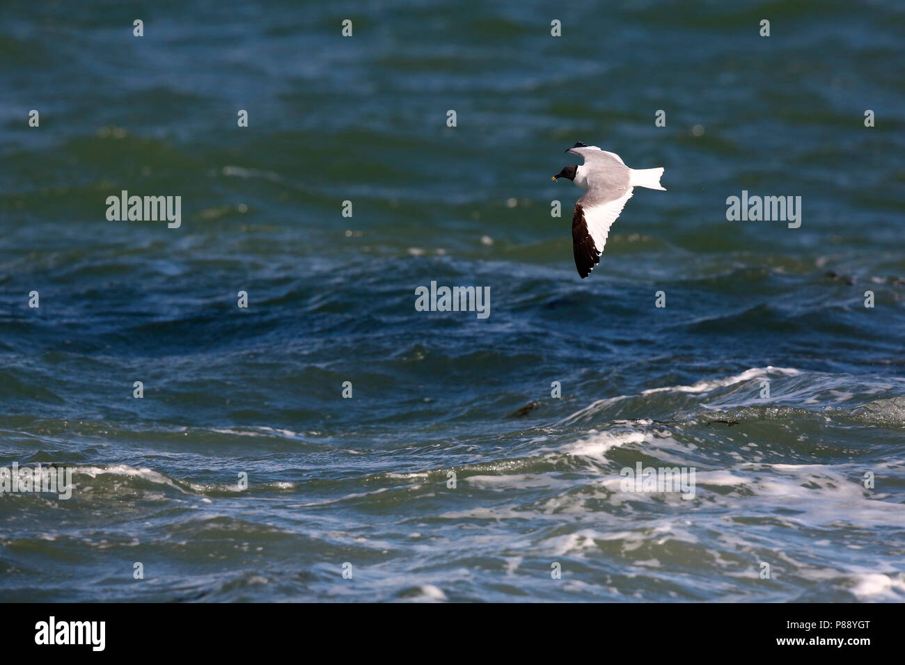 Vorkstaartmeeuw; Sabine Gulls Stockfoto