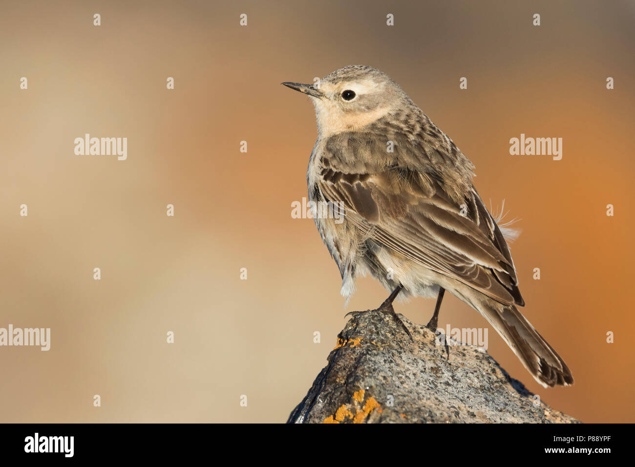 Wasser Pieper - bergpieper - Anthus spinoletta ssp. blakistoni, Kirgisistan, Erwachsene Stockfoto