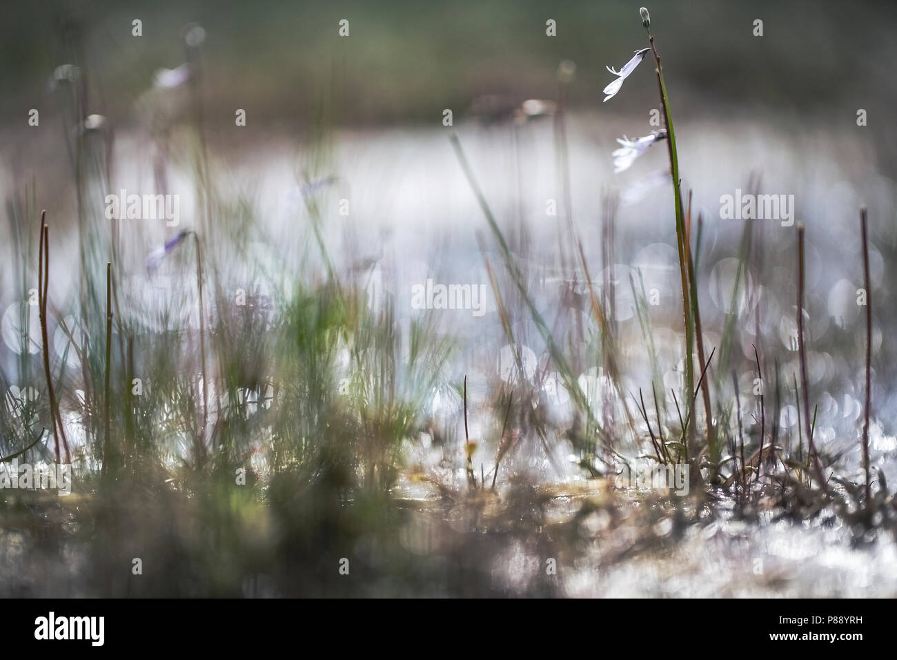 Waterlobelia, Wasser Lobelia Stockfoto