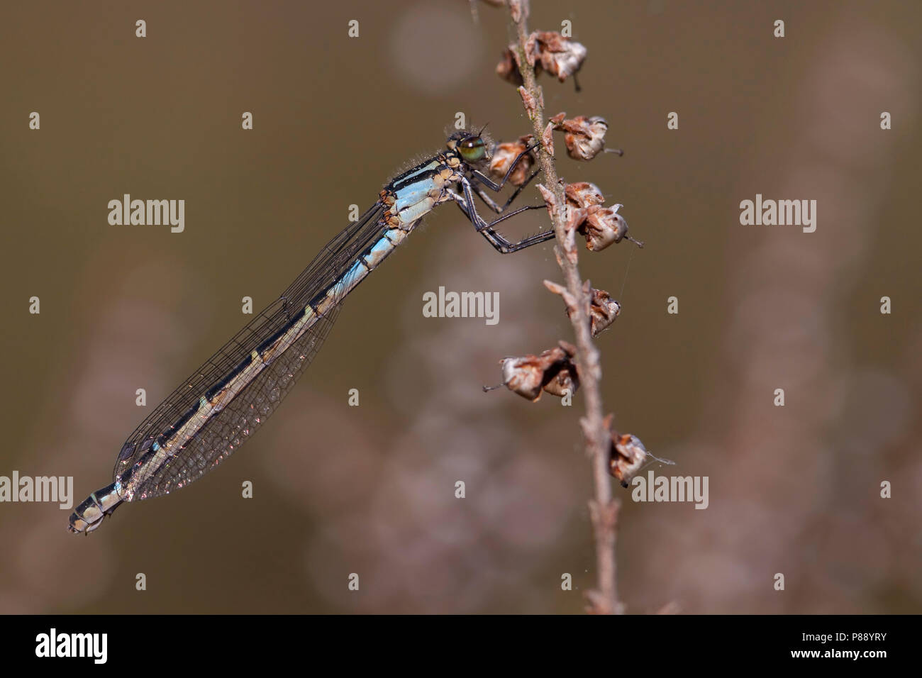 Imago Watersnuffel; Nach gemeinsamen Blau Damselfly; Nach gemeinsamen Bluet Stockfoto